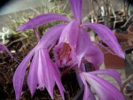 Pleione _Hekla.jpg