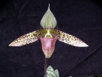 Paph.sukhakuli.jpg