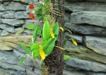 Restrepia brachypus yellow.jpg