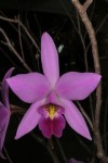 220px-Laelia_anceps.jpg