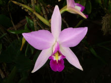 220px-Laelia_gouldiana.jpg