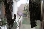 Tillandsia kirschneckii.jpg