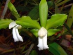 800px-Cattleya_bicolor_var__alba_Orchi_03.jpg