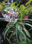 Vanda tricolor rostlina.jpg