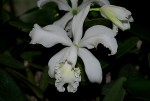 Cattleya intermedia var.alba.jpg