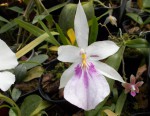 Miltonia spectabilisv02.JPG