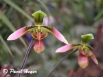 Paphiopedilum_hainanense.jpg