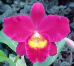 Sophrolaeliocattleya_Wendys_Valentine_June_AMAOS_miniature_02.jpg