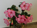 Adenium obesum.JPG