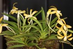 IMG_0689   Neofinetia falcata  --Koka.jpg