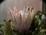 Protea cynaroides_04052017.jpg