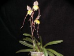 Paph. philipinense_01052017.jpg