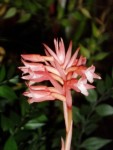 stenorrhynchos speciosum 67.JPG
