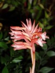 stenorrhynchos speciosum 67.JPG