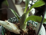 catasetum schmidtianum_08052017.jpg