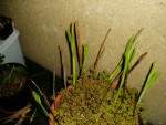 blettila striata 8.JPG