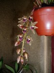 Cymbidium devonianum 12.JPG