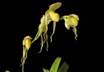 Paphiopedilum philippinense alba.jpg