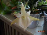 Angraecum magdalenae x scottianum.jpg