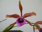 Laelia tenebrosa otevřená (1).jpg