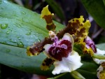 Miltocidium Summer Fantasy.jpg