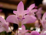 Dendrobium kingianum.jpg