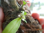 Dendrobium peguanum 2017 (2).jpg