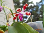 Phalaenopsis mariae 2017.JPG