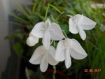 Habenaria lindleyana 2017 (1).jpg