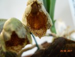 Catasetum denticulatum (4).JPG