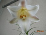 Lilium philippinense (2).jpg