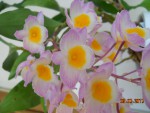 Dendrobium farmeri 2017 (2).jpg