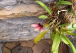 Bulbophyllum_lepidum.jpg