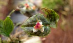 Lepanthes saltatrix.jpg