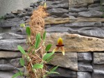 Bulbophyllum pardalotum.jpg