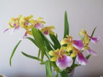 miltonia sunset.jpg