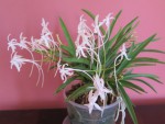 neofinetia falcata.jpg