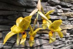 Stanhopea wardii.jpg