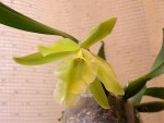 Rhynch. glauca x Prosthechea citrina.JPG