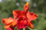 IMG_0825   Blc. Eve Marie Barnett - Magnificent Watermelon Gold.jpg