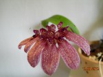 Bulbophyllum od Evy (1).jpg