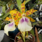 Miltonia Goodale Moir.JPG