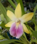 Miltonia regnelii v. aurea.JPG