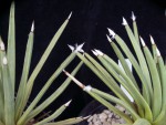Agave albopilosa.jpg