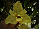 Stanhopea nigripes.jpg