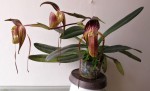 Paph.adductum -.jpg