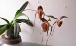 Paph.adductum.jpg