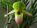 Paphiopedilum Pinocchio.JPG