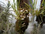Sigmatoxtalis radicans.JPG