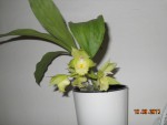 Catasetum Frilly Doris x Catasetum pileatum ´Big Boy´ (1).jpg